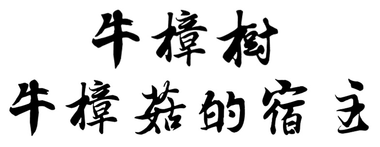 牛樟樹 - 牛樟菇的宿主