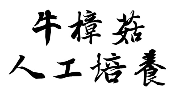 牛樟菇的人工培養
